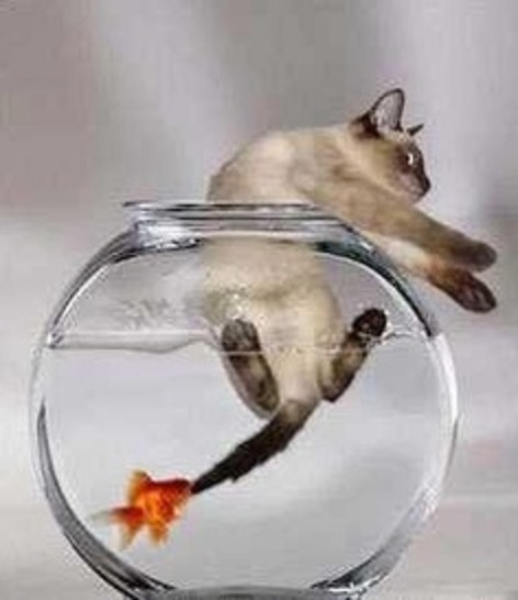 goldfishattackscat